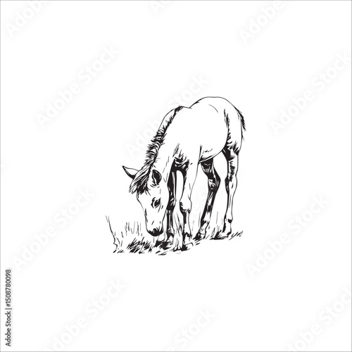 beautiful sketch of the silhouette of a foal grazing on the grass, black and white vector, graphics
