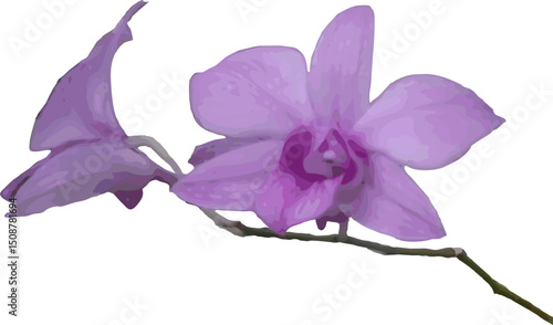 vector image of a purple violet orchid flower on a white background