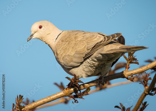 Cute turtledove surprised but also curious to be photographed.