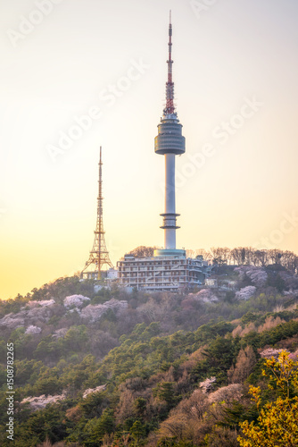 Seoul area, sunset, cherry blossoms in full bloom at N Seoul Tower, spring