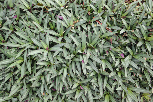 Dense cluster of Rhoeo spathacea Moses-in-the-Cradle foliage with green and purple variegated leaves, commonly used as ground cover in tropical gardens.