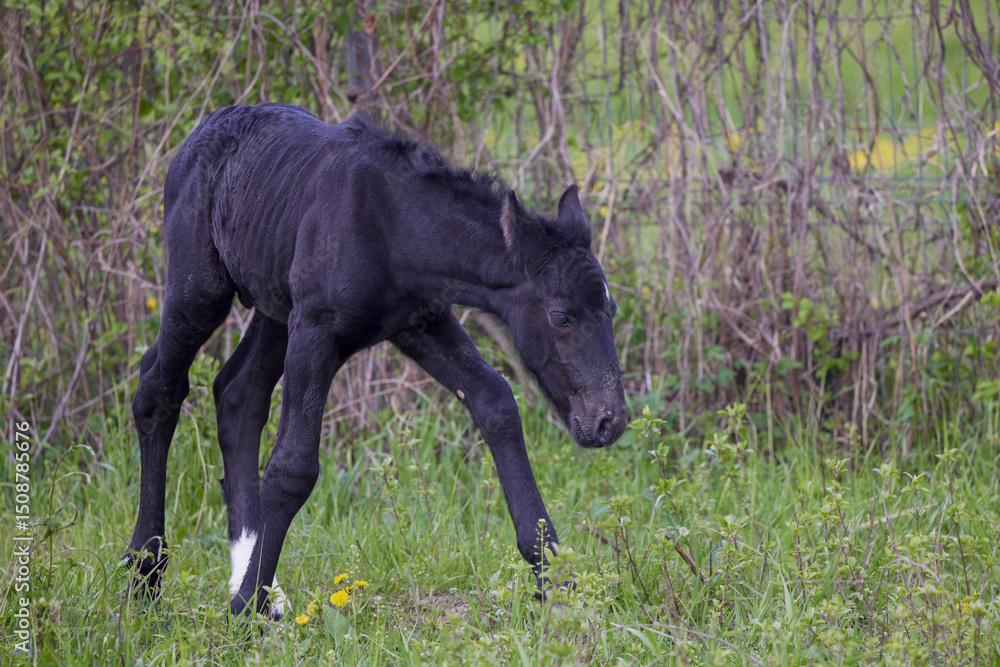 Fototapeta premium Portrait of a foal walking in a meadow