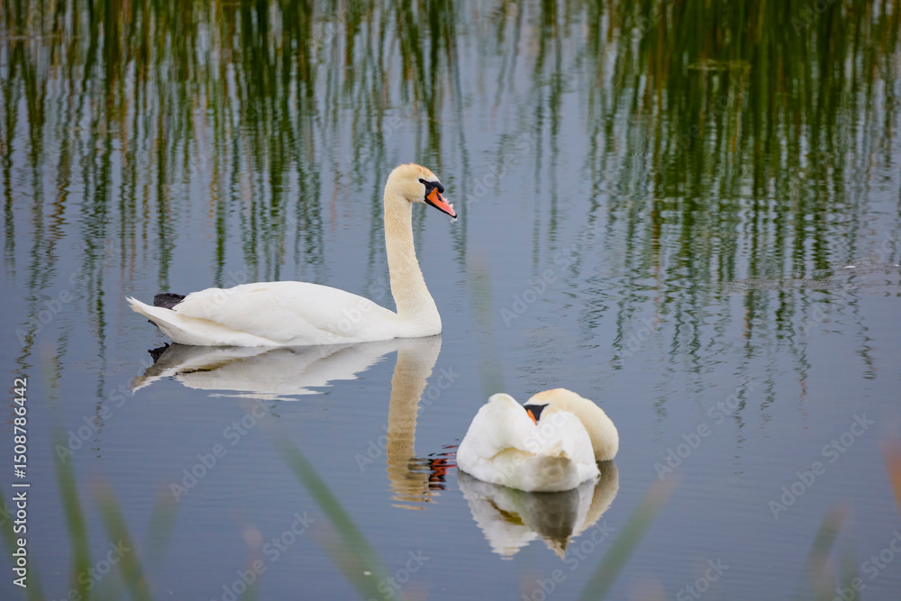 Fototapeta premium swan on a lake on a sunny day