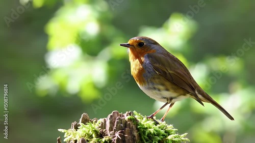 European Robin Perched on Mossy Stump


