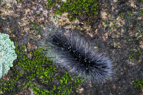 Selective focus Macrobrochis gigas caterpillars, black with soft white fluff on mossy rocks at the beginning of the rainy season. These caterpillars are non-poisonous and in the middle of lush forest.