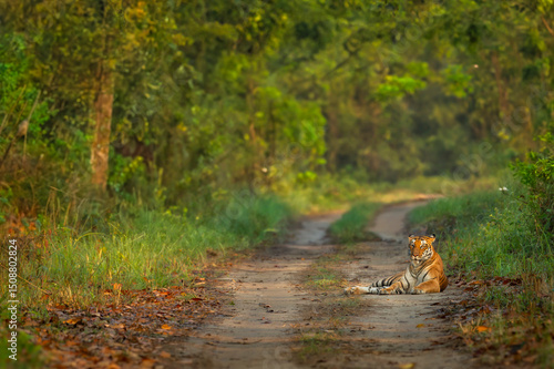 wild female bengal tiger or panthera tigris roadblock showstopper sitting blocking scenic road winter season morning light safari terai arc landscape forest piliibhit national park uttar pradesh india
