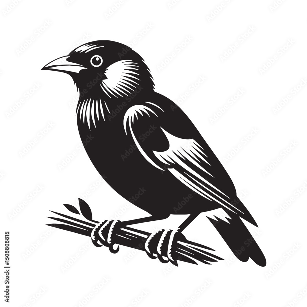 Fototapeta premium Mynah silhouette with elegant posture – Mynah illustration – Minimalist Mynah vector – Bird silhouette – Bird vector