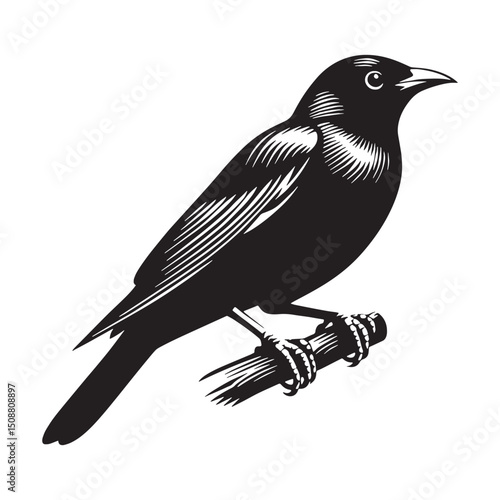 Songbird Mynah silhouette with flair – Mynah illustration – Minimalist Mynah vector – Bird silhouette – Bird vector

