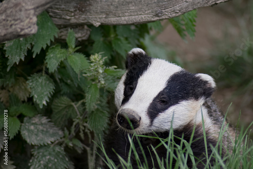 The Common Badger (Meles meles meles), a subspecies of the European badger, also known as the Eurasian badger.