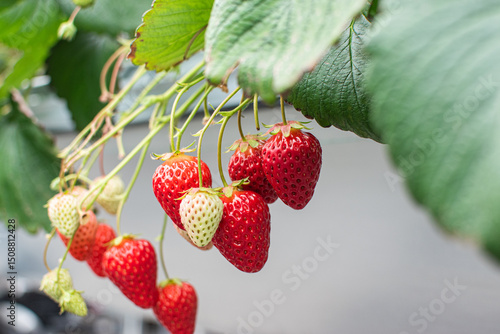 赤く熟したイチゴ