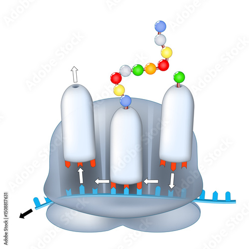 Ribosome structure and anatomy