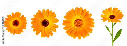 A vibrant display of yellow flowers showcasing unique petal shapes and textures.