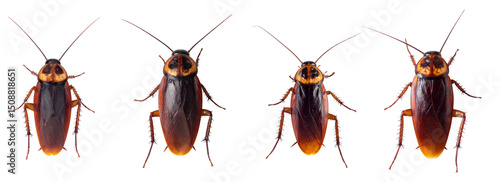 Close-up of four cockroaches showcasing their unique features and textures.