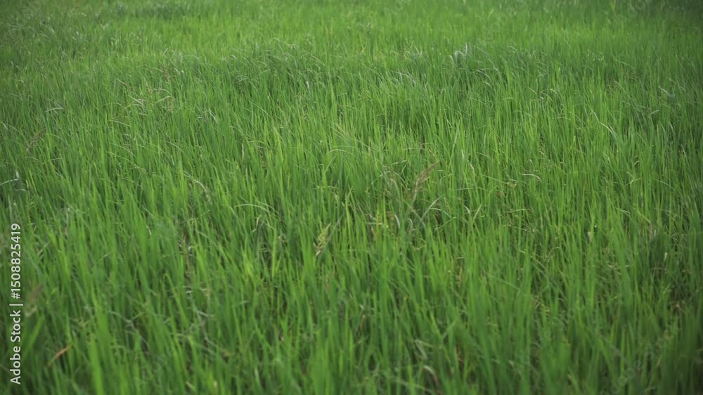 Lush rice plants swaying in the wind in Bohol, Philippines, captured in a peaceful countryside landscape Lush rice plants swaying in the wind in Bohol, Philippines, captured in a peaceful countryside landscape