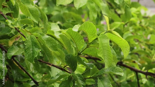 Wallpaper Mural B-roll footage of a guava tree during a rainy monsoon day, Rainwater falls on the leaves of guava tree. featuring a small ant crawling on the wet branches and leaves. rain pouring guava leaves 4K Torontodigital.ca