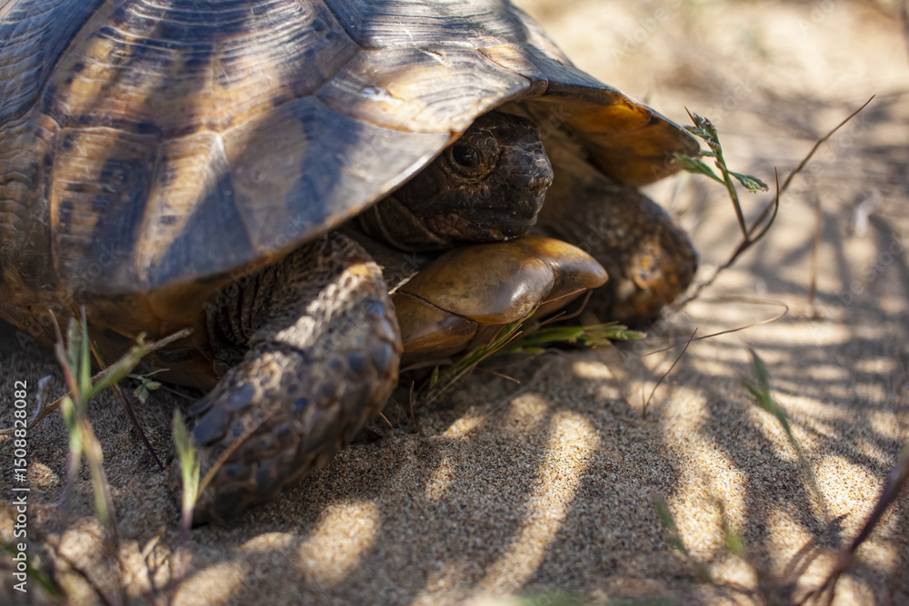 Naklejka premium Land Turtle close up. Testudo horsfieldii, Mediterranean tortoise, sand turtle lies in the shade of a palm tree. 