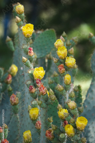 yellow blooming flowers on a prickly pear cactus