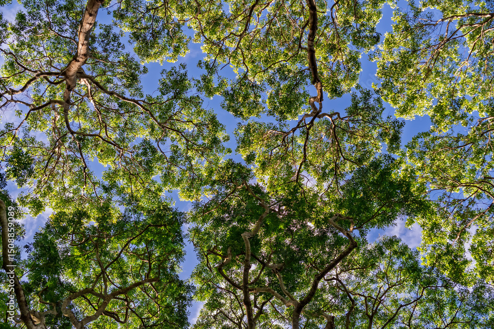 Fototapeta premium Sunlight Filtering Through Green Foliage: Upward Perspective of Forest Canopy..Serene Nature Scene: Tree Crowns and Branches Forming a Pattern Against Blue Sky