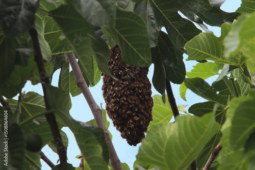 A swarm of honey bees (Apis mellifera) on a branch of a fig tree in spring (Baden, Germany)