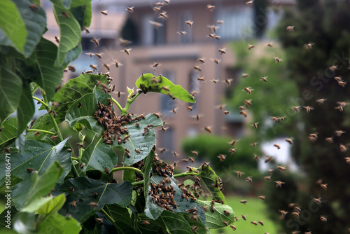 Concept of urban beekeeping - Swarming honeybee colony in front of a townhouse in bokeh (Baden, Germany)