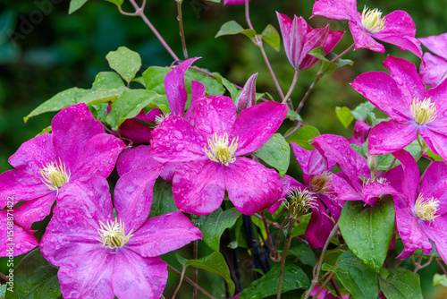 雨に濡れた鮮やかなクレマチスの花