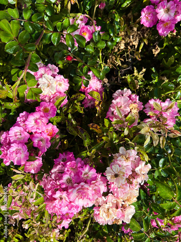 different roses bunches in pink and white