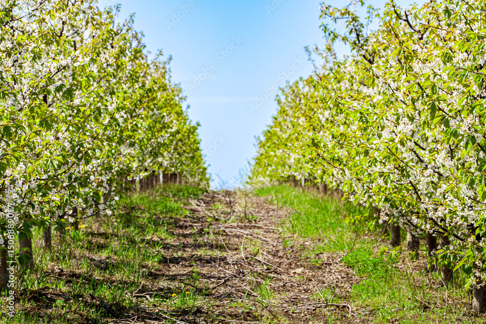 Naklejka premium Beautiful blooming of decorative white apple and fruit trees over bright blue sky in colorful vivid spring park full of green grass by dawn early light with first sun rays, fairy heart of nature