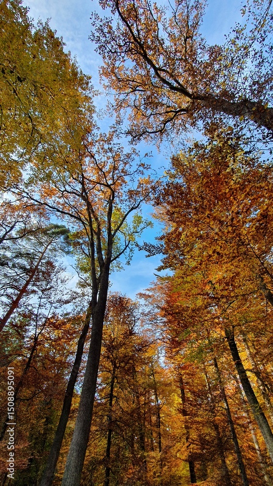 Fototapeta premium autumn in the forest