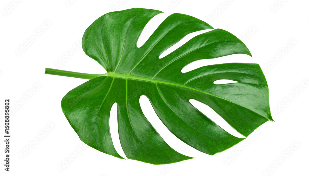 Fototapeta premium Monstera deliciosa leaf isolated on transparent background