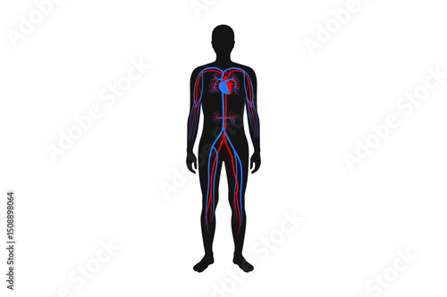 Main arteries and heart