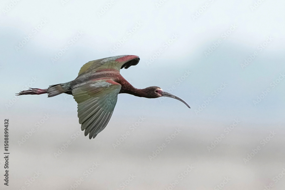 Obraz premium White-faced Ibis - Kansas