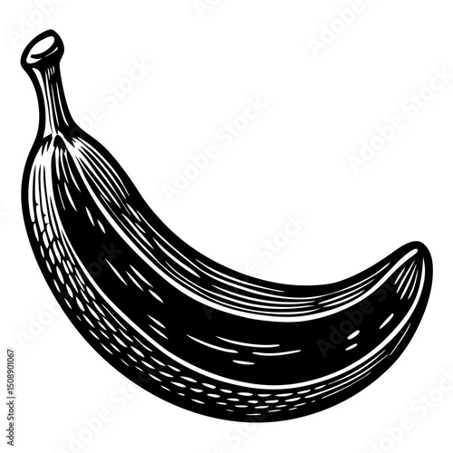 vector illustration of a banana