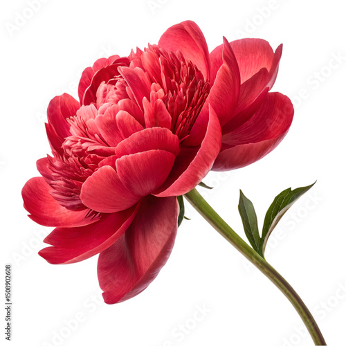 Magnificent red peony flower isolated on white background