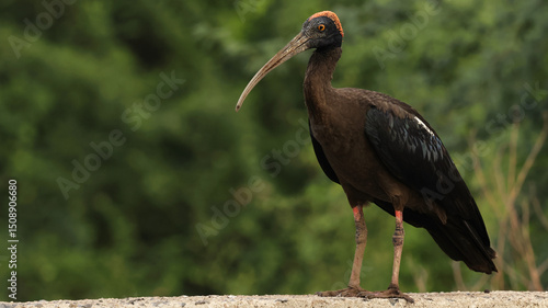 yellow billed stork in the wild