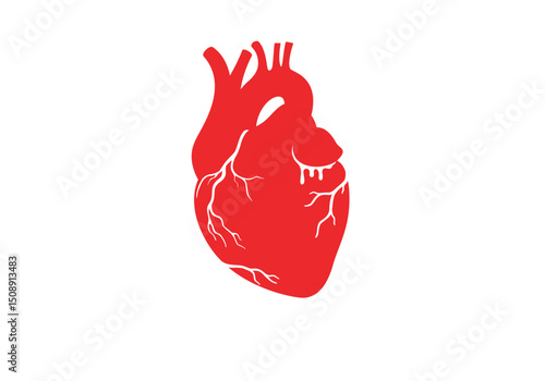 Anatomical human heart on white background, drawing in cartoon style. Realistic red heart, vector illustration. Valentine's Day greeting card with real heart sketch.