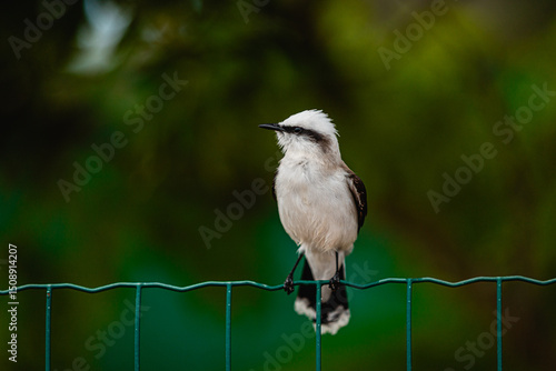 Extreme triathlete pushing limits through swim, bike, and run in a multi-day ultra endurance race