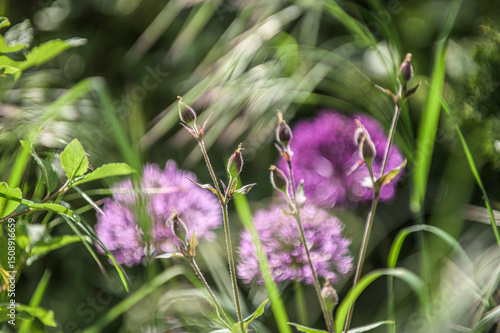 Rote Lichtnelke Silene dioica mit geschlossenen Blütenköpfen vor unscharfem Hintergrund mit blühendem Iranlauch Allium aflatunense