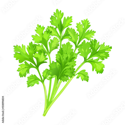 Fresh Green Cilantro Bunch Illustration

