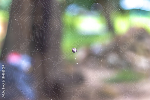 spider web with dew drops
