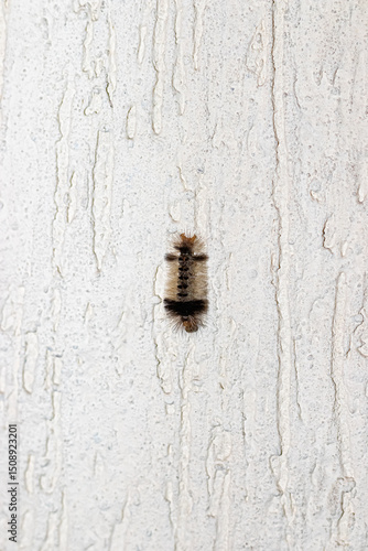 caterpillar on a wall