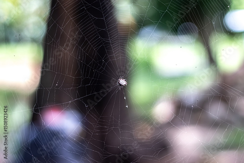spider web in the morning