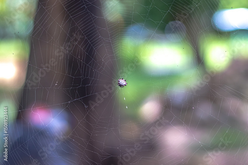 spider web with dew drops