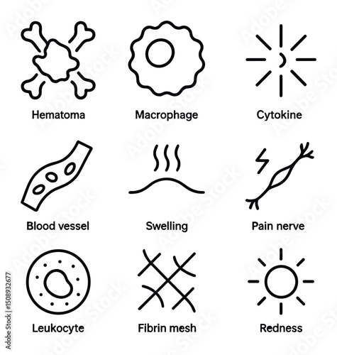 Bone Healing Icons. Outline icon set of inflammatory phase of bone healing: hematoma clot, macrophage cell, cytokine burst, blood