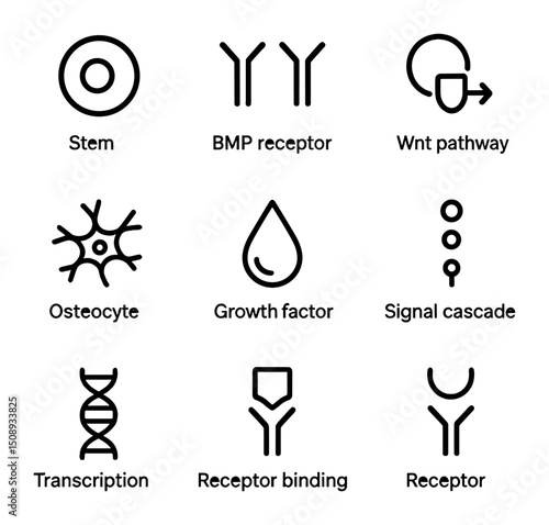 Bone Repair Icons. Outline icon set of cellular signaling in bone repair: stem cell, BMP receptor, Wnt pathway, RANKL molecule,