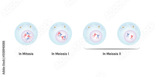 Prophase, First Stage of Mitosis and Meiosis Science Design. Vector Illustration.