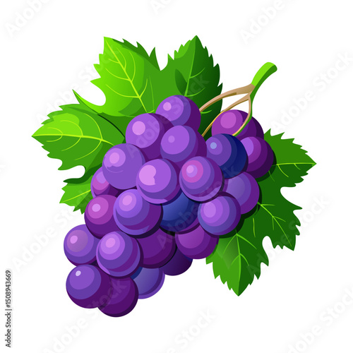 Freshly picked, ripe green and purple grapes with leaves still on the vine