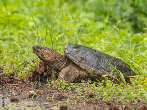 A Common Snapping Turtle digging in the dry leaves and grass at the edge of a path