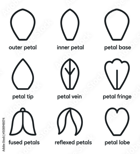 Flower Anatomy Icons. Outline icon set of flower anatomy petals: outer petal, inner petal, petal base, petal tip, petal vein,