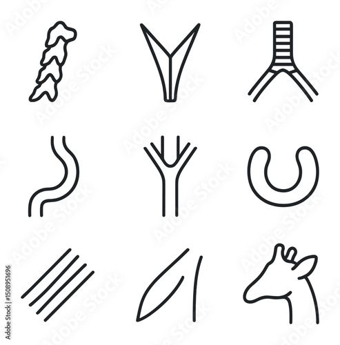 Giraffe Neck Anatomy Icons. Outline icon set of giraffe neck anatomy: cervical vertebra, nuchal ligament, trachea tube, esophagus