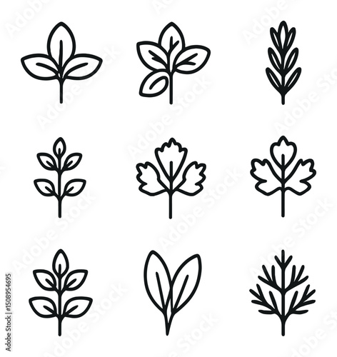 Herb Icon Grid. Outline icon set of herbs: basil, mint, rosemary, thyme, parsley, cilantro, oregano, sage, dill. Line icons .